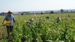 AGROTES