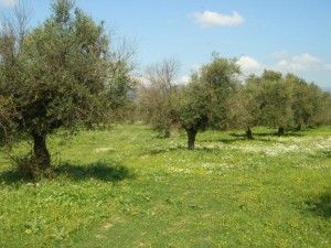 1334633109_355298907_1-