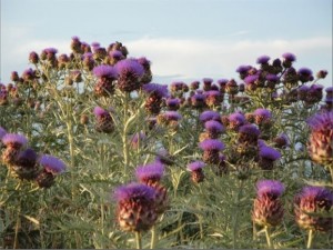 BE42A10651693983FC66D13445A9B853