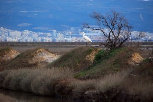 argyrotsiknias Lia Papadranga