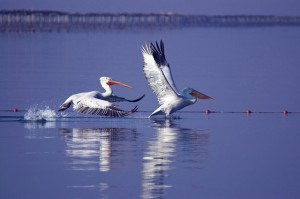 Αργυροπελεκάνοι_Αγοραστός Παπατσάνης_εκβολές Γαλλικού
