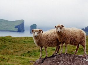 Faroe_Islands-sheep (1)
