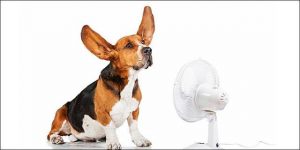 787533-drosia_spiti_680_348789_364H94