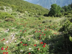 Η κοιλάδα με τις παιώνιες (2)